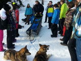 École française de mushing et d'attelages canins