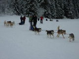 École française de mushing et d'attelages canins
