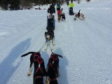 École française de mushing et d'attelages canins