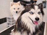 Dog & Doggy