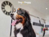Dog & Doggy