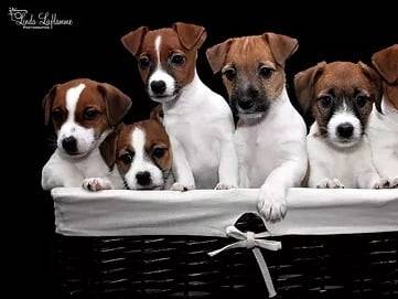 Valentina - Jack Russell Terrier