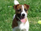Valentina - Jack Russell Terrier