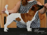 Valentina - Jack Russell Terrier