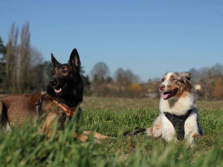 Vision Canine