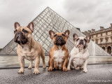 Paris my dog photos