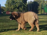 Des Lions de la Ferronniere