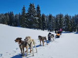 Activités chiens de traîneau Jura