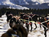 Itinérance mushing