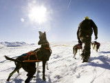 Itinérance mushing