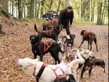 Itinérance mushing