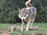 Kimudjuk