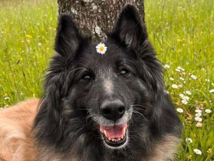 Des gardiens de la Baronnie