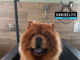 Canidélite