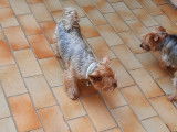 Amours de chiens