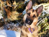 SPCA Laurentides-Labelle