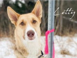 SPCA Laurentides-Labelle