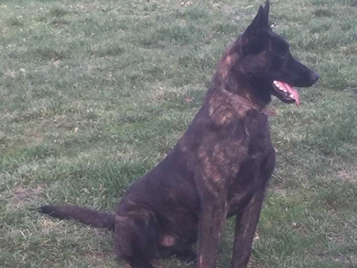 Berger Hollandais : Tout Savoir Sur Cette Race De Chien