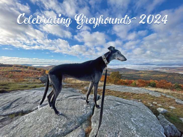 Greyhound rescue / SOS lévrier du Québec