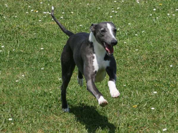 La vallée des Whippets
