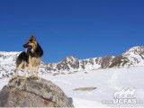 Union Cynophile Fran&ccedil;aise du Altdeutscher Sch&auml;ferhund (UCFAS)
