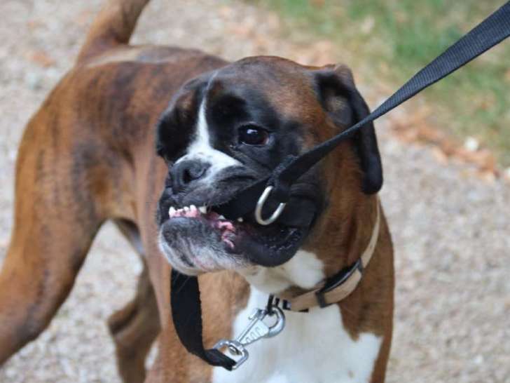 École Canine Aquitaine (ECA)