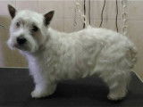 Etrillage et lissage d'un Westie