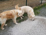 Lab & Compagnie