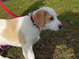 Lab & Compagnie