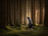 Photographe
