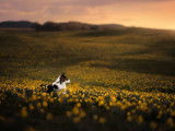 Photographe