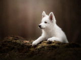 Photographe