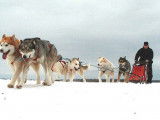 Arcticice Kennels