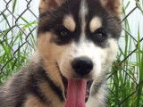 Arcticice Kennels