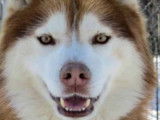 Arcticice Kennels