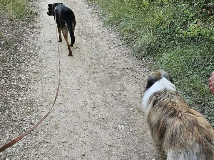 1 vie 2 chiens