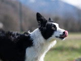 Dog Center Les Millières