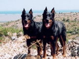 Les Amis du Beauceron