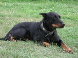 Les Amis du Beauceron