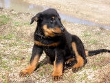 Les Amis du Beauceron