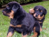 Les Amis du Beauceron