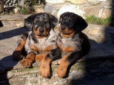 Les Amis du Beauceron