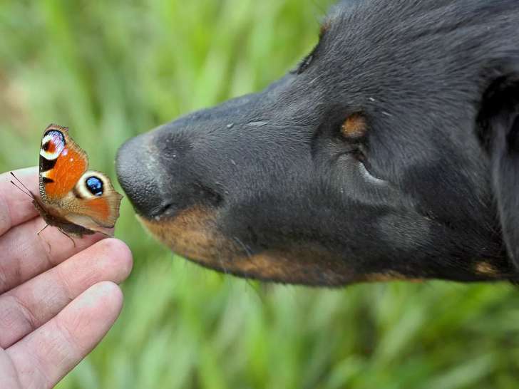 Club Suisse des Amis du Beauceron (CSAB)