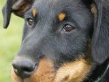 Club Suisse des Amis du Beauceron (CSAB)
