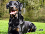 Club Suisse des Amis du Beauceron (CSAB)