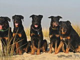 Club Suisse des Amis du Beauceron (CSAB)