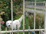 Au'tour du chien