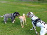 Au'tour du chien