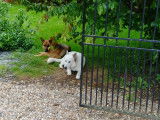 Au'tour du chien