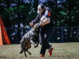 German Shepherd Schutzhund Club of Canada (GSSCC)